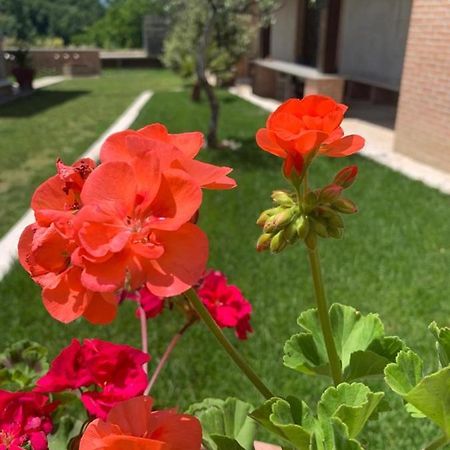 아스콜리피체노 La Collina Su Ascoli B&B 외부 사진