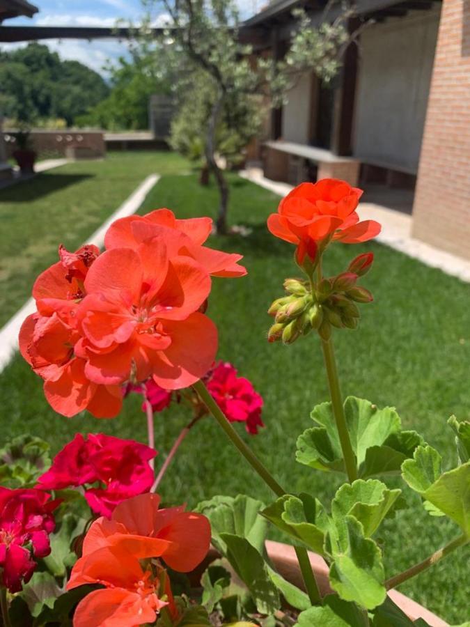 아스콜리피체노 La Collina Su Ascoli B&B 외부 사진